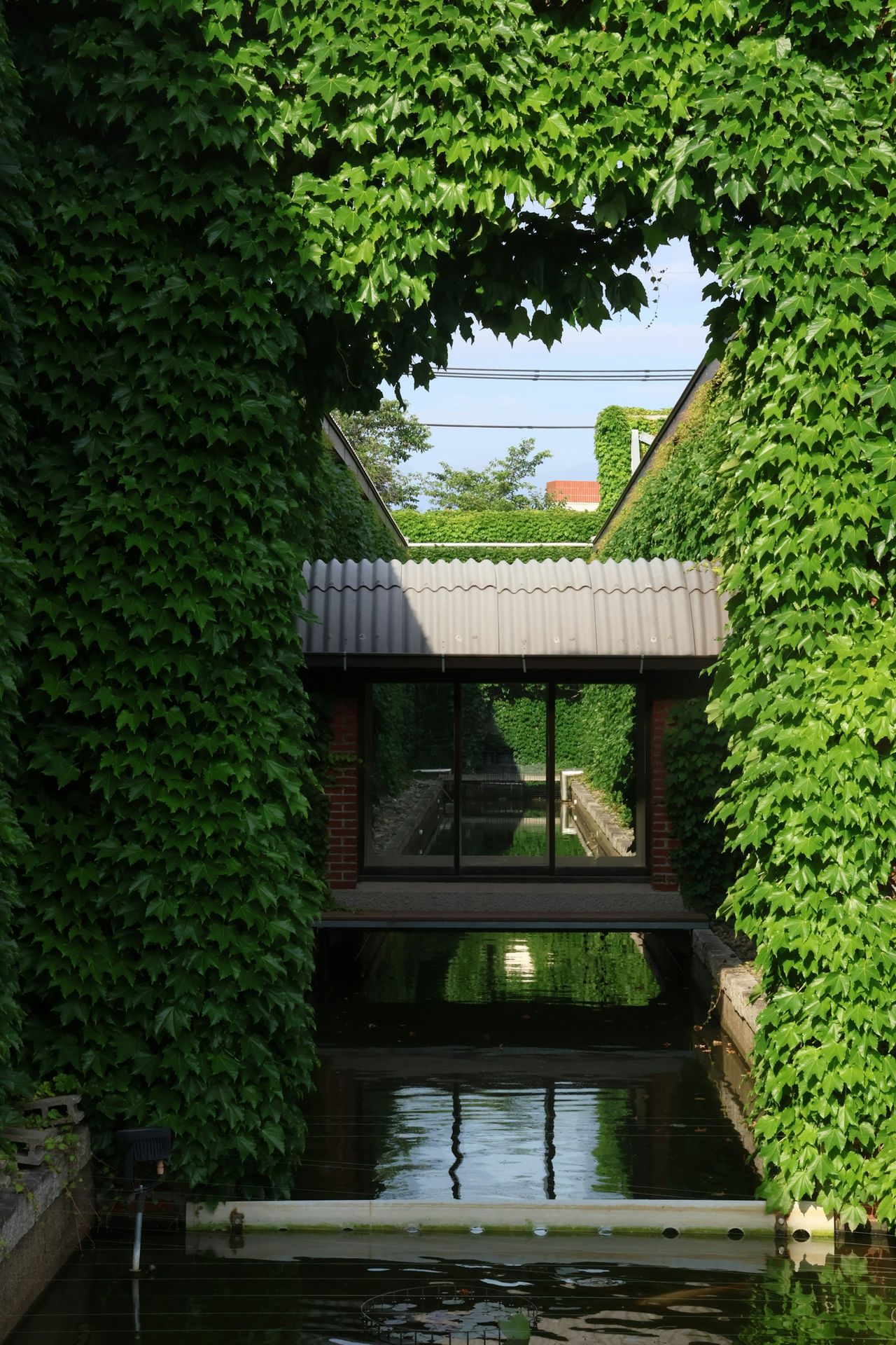 A walkway arches over a canal covered in ivy.